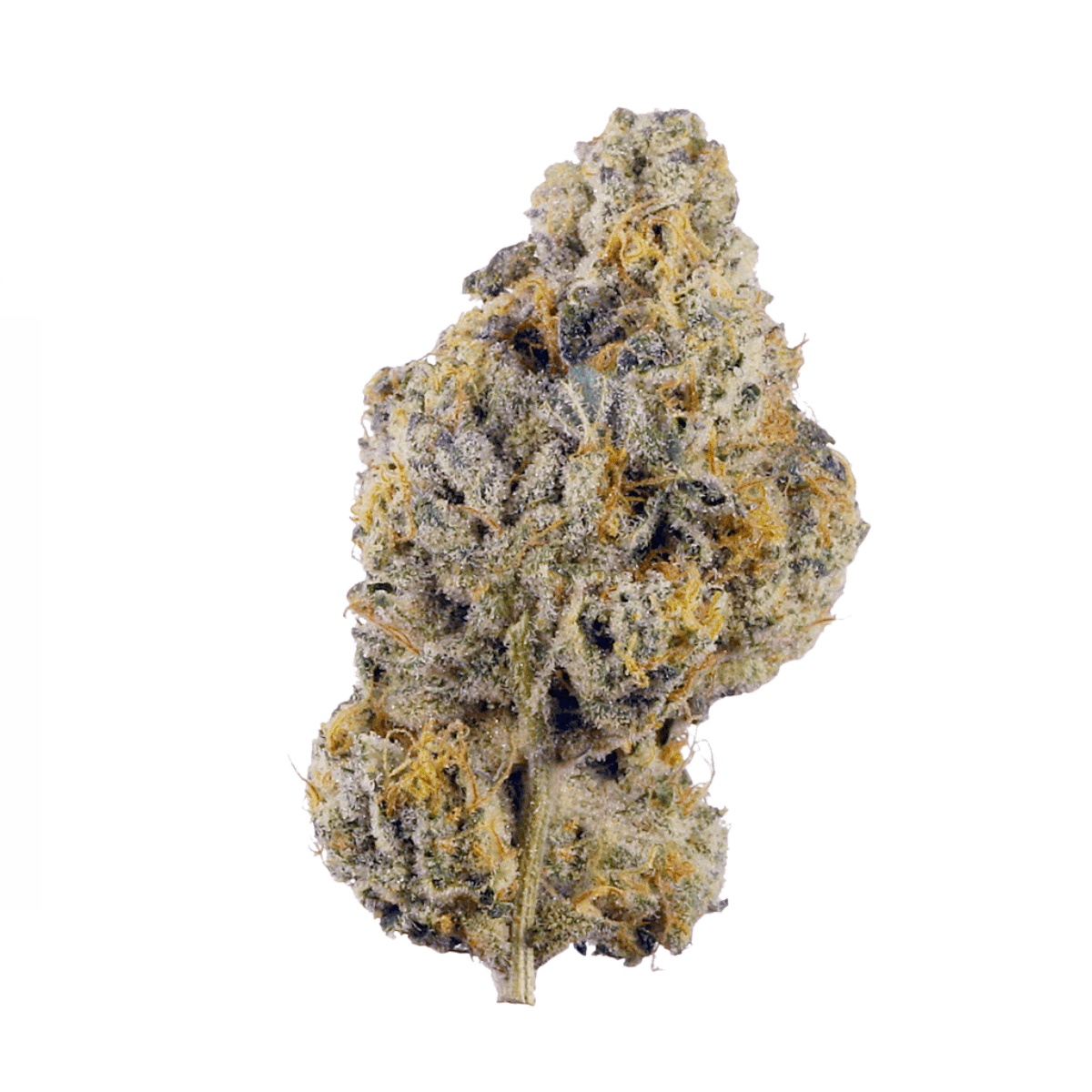 enua 25/1 WPP PT Wedding Pop enua 25/1 WPP PT Wedding Pop