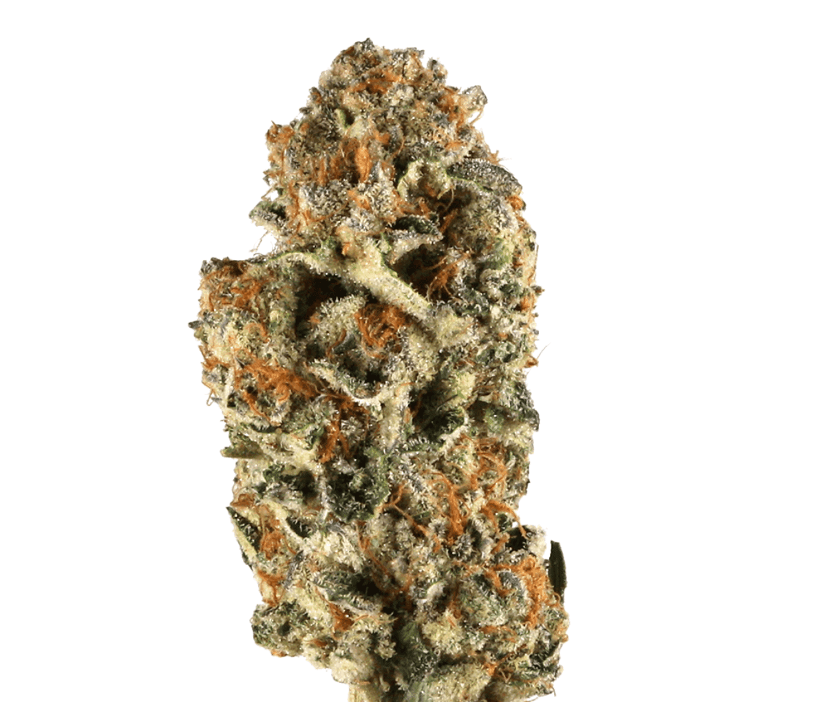 aleph Basic H1 18/1 - Mantis aleph Basic H1 18/1 - Mantis