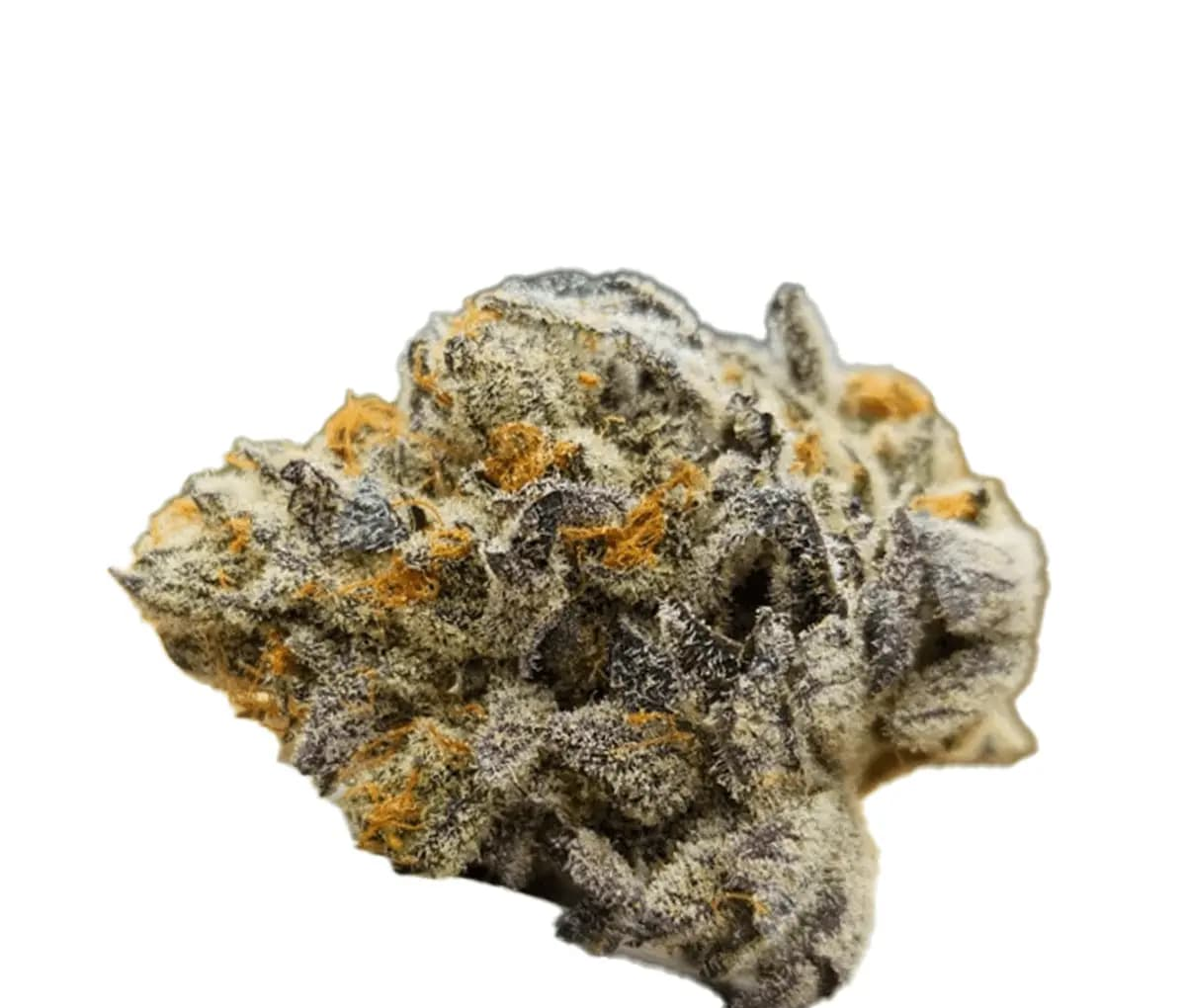 BC Green SCK 25/1 - Scotti´s Cake BC Green SCK 25/1 - Scotti´s Cake