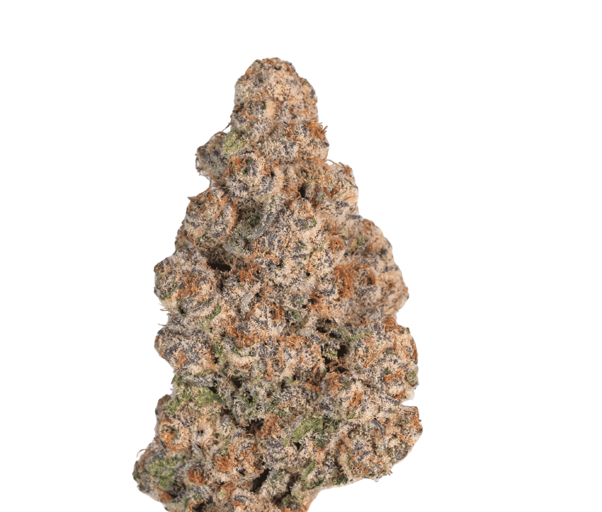 DrWatson 16 SZ day AUS - Sub Zero