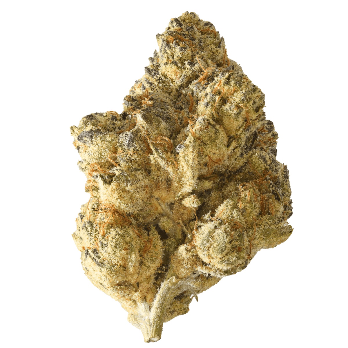 Beyond Bloom AV Gas 24/1 - AV Gas Beyond Bloom AV Gas 24/1 - AV Gas