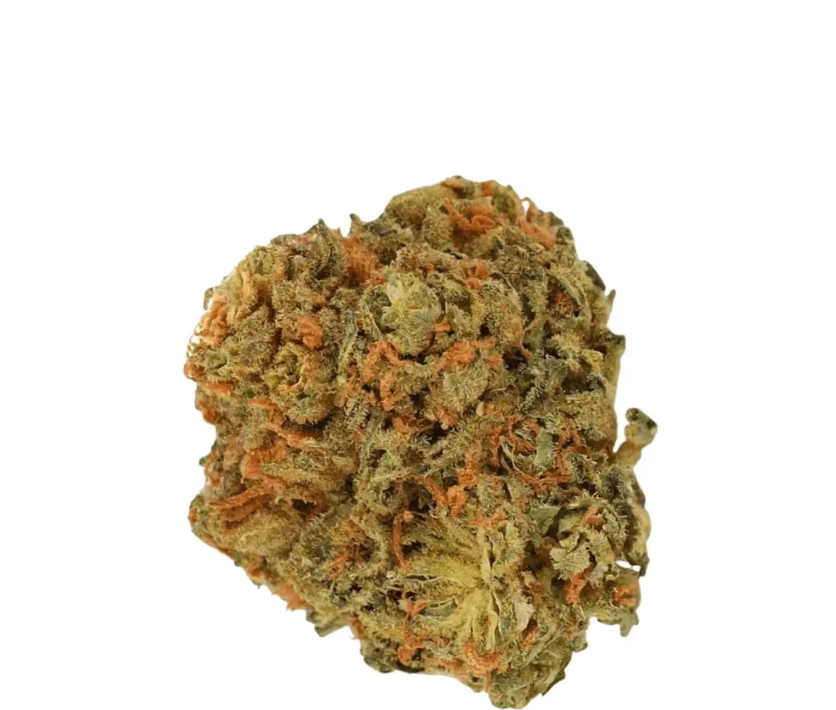 Luana 28/1 Pine - Solpina Magic